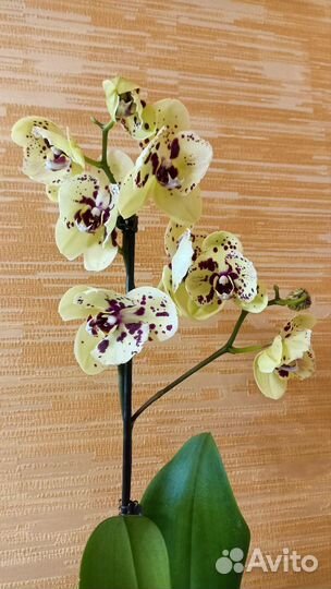 Орхидея фаленопсис Albufeira бабочка