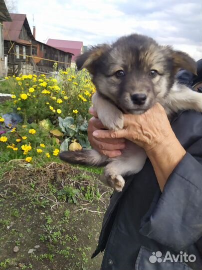 Щенок в добрые руки