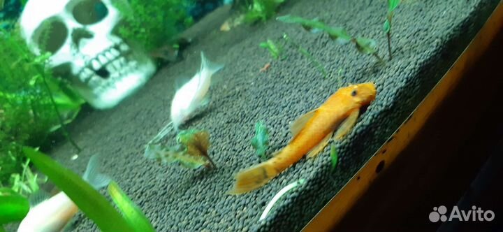 Аквариумные рыбки