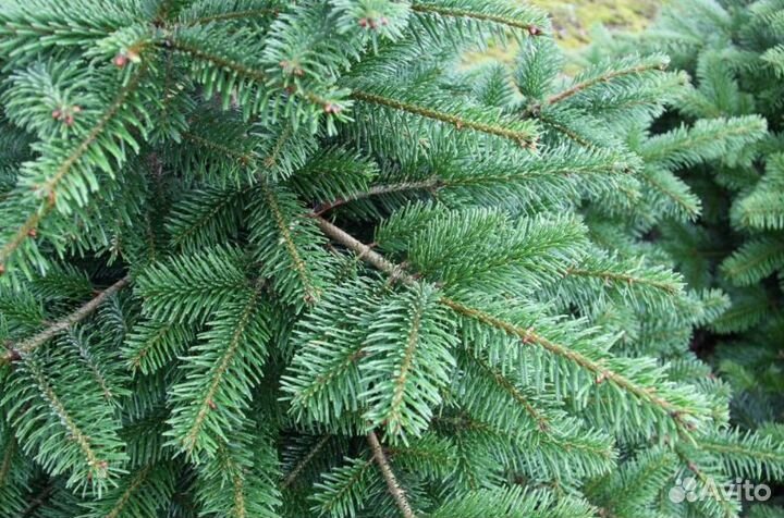 Пихта Нордмана саженцы