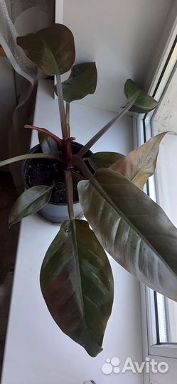 Филодендрон Империал Ред