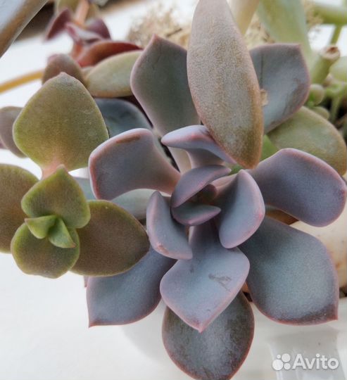 Флорариум из суккулентов 7 видов растений