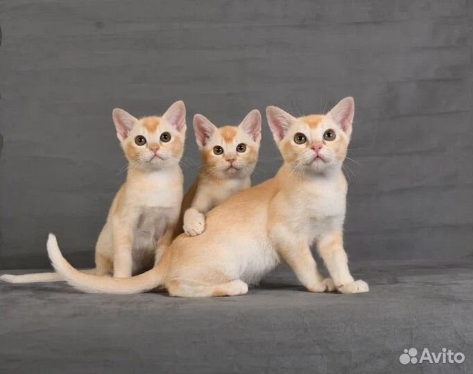 Бурманские котята
