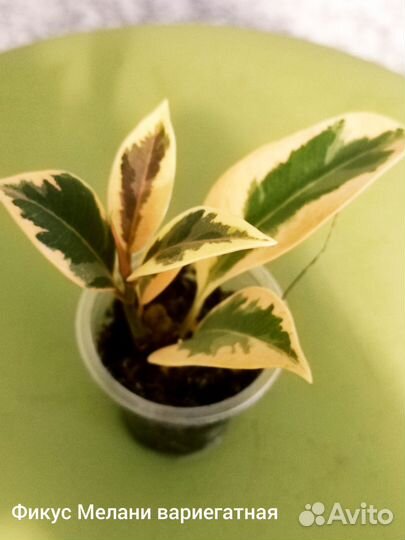 Баттерфляй сингониум