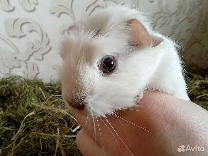 Морские свинки лысые скинни болдуины крестеды