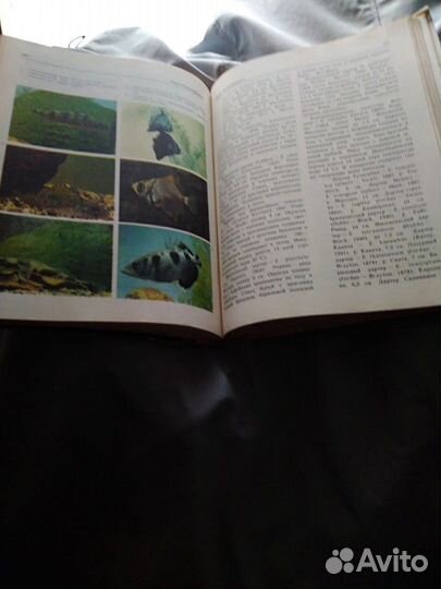 Декоративное рыбоводство Новая