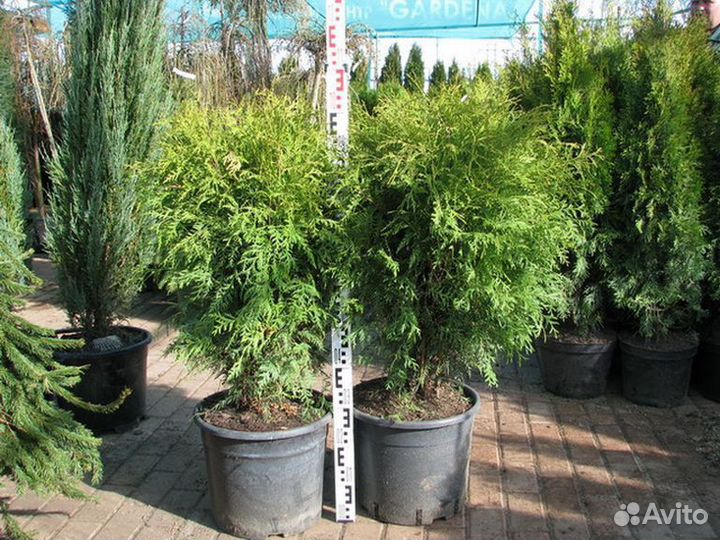 Туя Глобоза