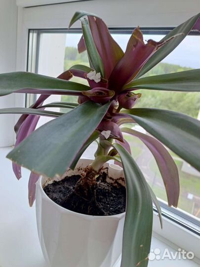 Комнатные цветы, отростки