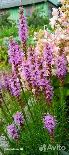 Лиатрис. Растение для сада