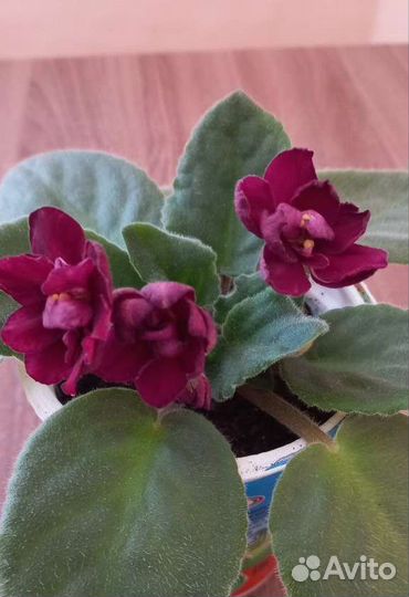 Фиалка в горшке