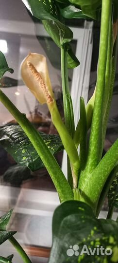 Диффенбахия