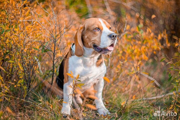 Бигль вязка