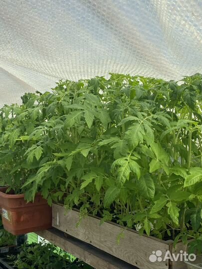 Продам рассаду