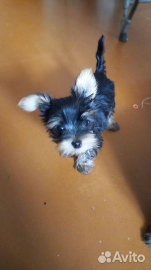 Йоркширский терьер