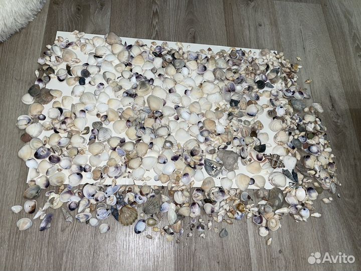 Морские ракушки раковины