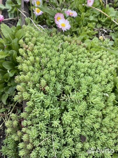 Почвопокровные многолетние растения