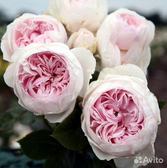 Роза Герцогиня Кристиана саженцы