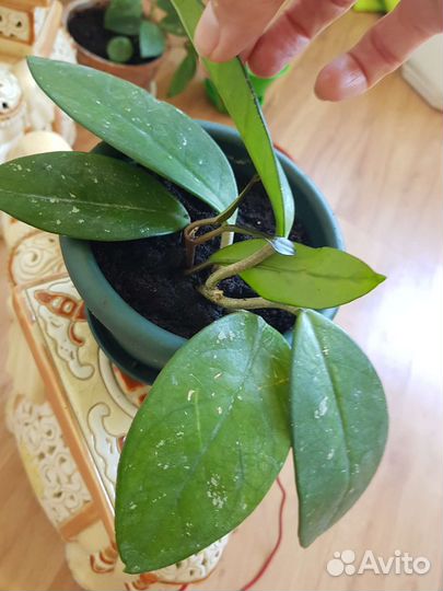 Хойя, эпифилум