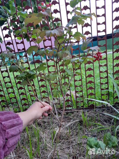 Саженцы калины