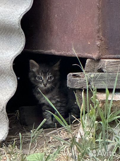 Котята в добрые руки даром