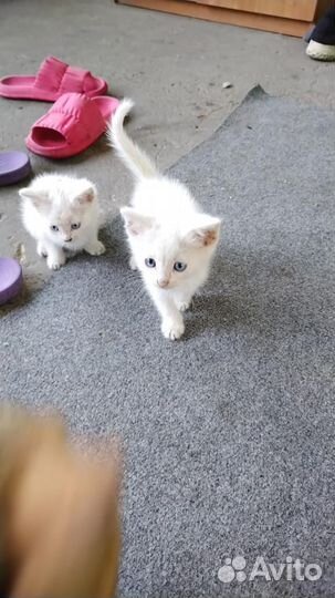 Отдам в хорошие руки