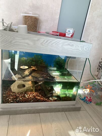 Аквариум с черепахой