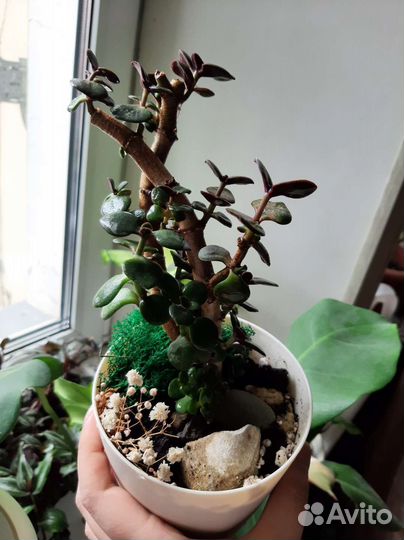 Крассула толстянка