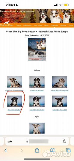 Вязка кобель вельш-корги кардиган