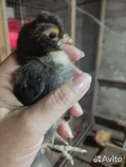 Цыплята, инкубационное яйцо павловских кур