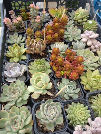 Суккуленты