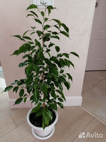 Фикусы бенджамина Эльдорадо, Реджинальд