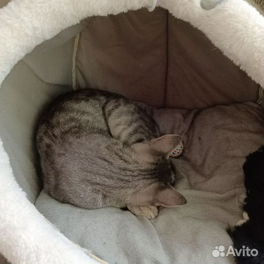 Кошка в добрые руки, бесплатно
