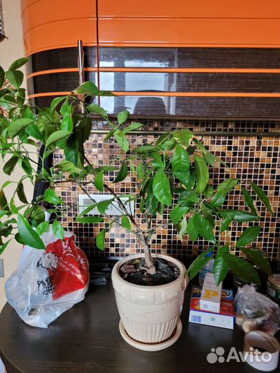 Мандариновое дерево без плодов