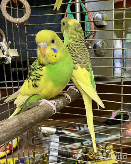 Продам попугаев
