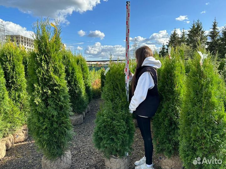Туя Смарагд из питомника