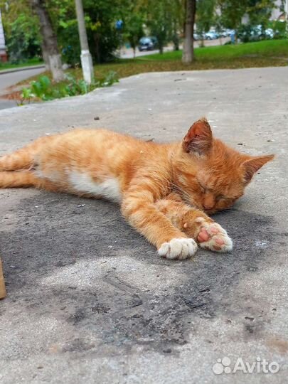 Кошка в дар