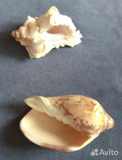 Две ракушки (комплект), полированные