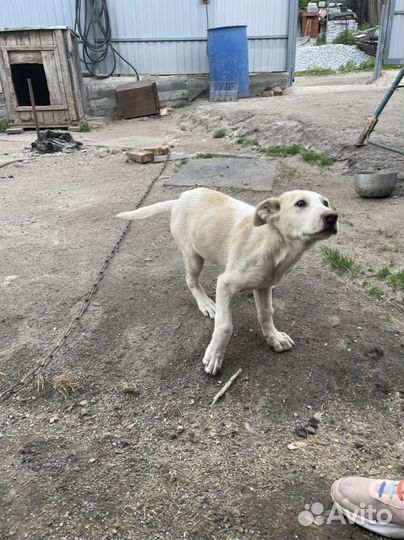 Собака
