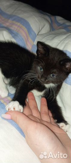 Котята в добрые руки 1 месяц