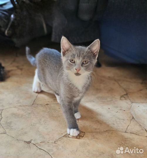 Кошечки 3 мес