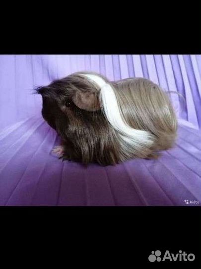 Перуанские морские свинки