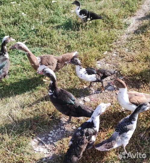 Индоутки подрощенные