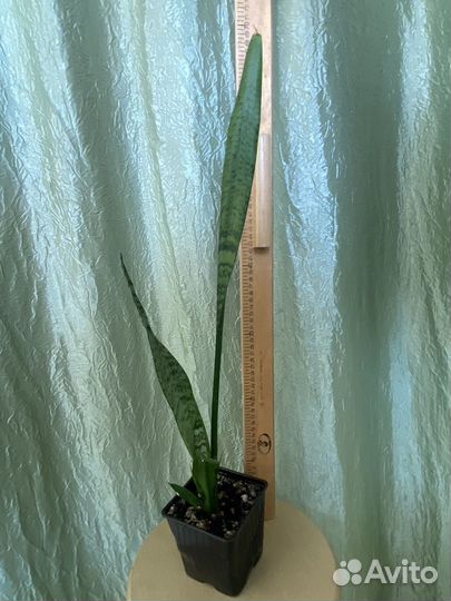 Сансевиерия зейланика