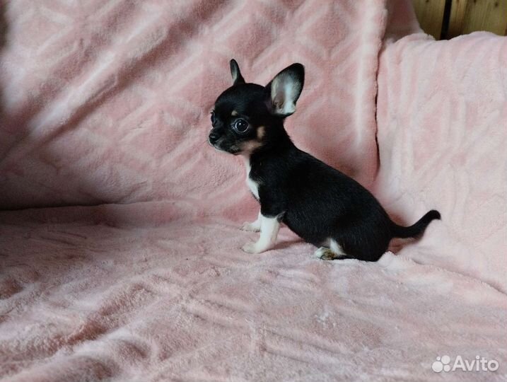 Чихуахуа мини девочка. Доставка