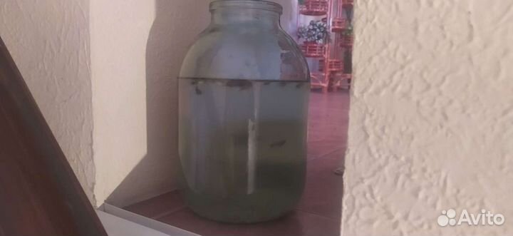 Аквариумные рыбки