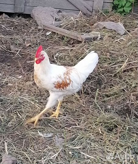 Молодые петухи