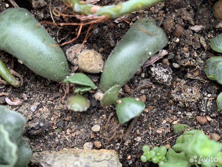 Адромискус Купера