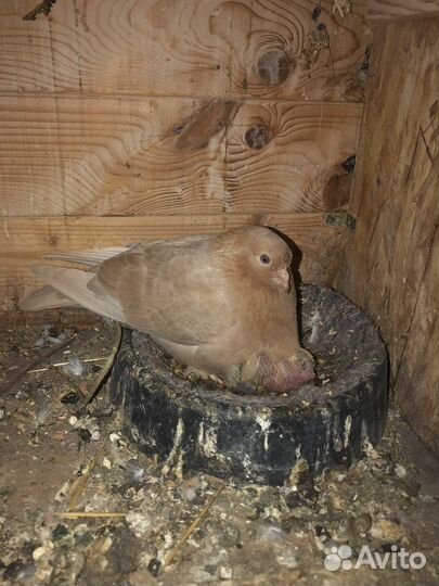 Голуби турки турецкие(такла)