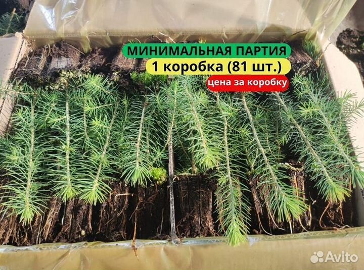 Сеянцы сосны обыкновенной зкс от производителя