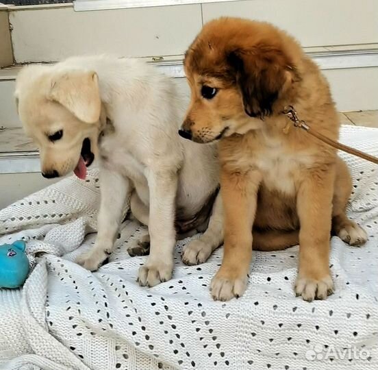 Щенок лабрадор мальчик